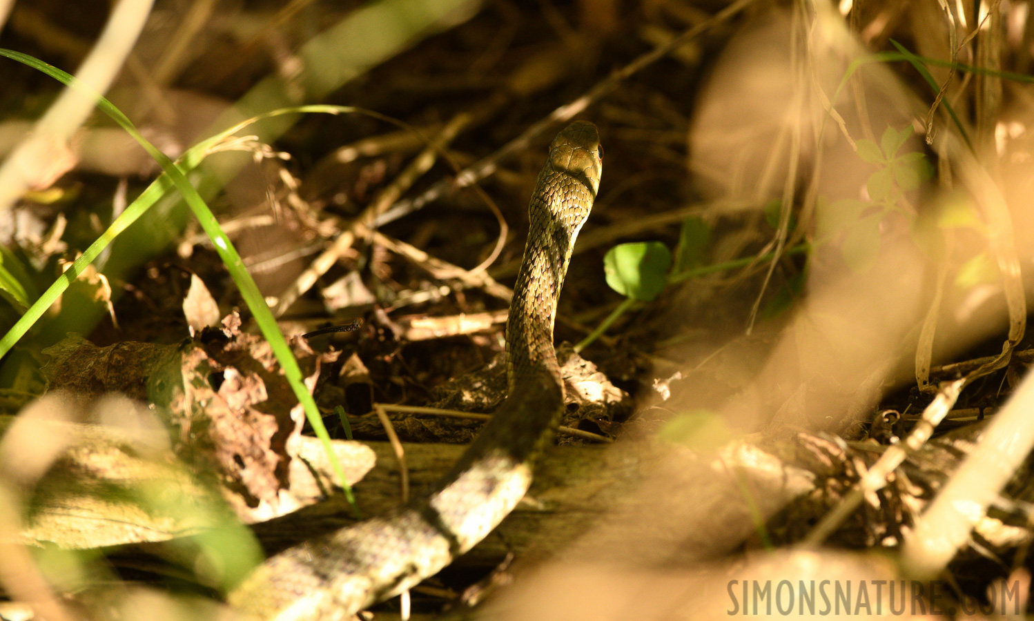 Thamnophis sirtalis sirtalis [400 mm, 1/320 Sek. bei f / 8.0, ISO 1600]